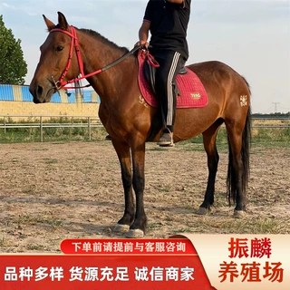 内蒙伊犁马 伊犁马多少钱一匹 伊犁马利润 跑马 旅游马