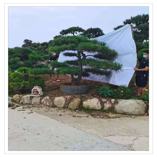 ���ͺ��ɻ��� �ۘ�̎��ӭ�;��� ̩ɽ������������ ��ˮ��h����