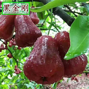 Lotus Mist Saplings Grafted to Taiwan Black Diamond Lotus Mist Fruit Saplings Brown Sugar Barbie Ground Potted Plants That Bear Fruit in the Same Year