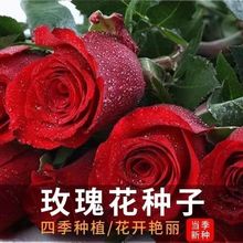 玫瑰花种子红玫瑰种子正宗四季播种室外阳台盆栽庭院花卉种籽