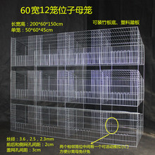 品商品无底笼种獭兔养殖母兔专场肉兔产仔笼笼加密12兔笼长毛兔