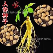 Lɽ˅NӷNֲ ˅N˅Nֲ ɽN