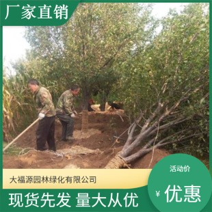 ����ֱ�N���⺣�Ĺ��仨 ���Ę� ���Ĺ� ���Ļ� �L�۹�