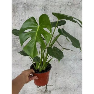 �������Ϙ����ԾGֲ�ͺ�ֲ��ˮ���̨���ҿ͏d�k���Ҷ������B