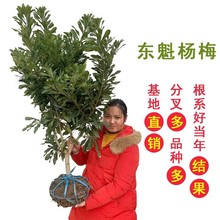 ÷ڼ޽Ӗ|̿÷Ϸش箔Y