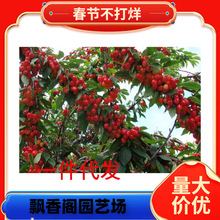 ���Ҙ���t������Ҙ�����Ҽ޽��箔��Y���Ϸ�ͥԺ�̨���Ե���