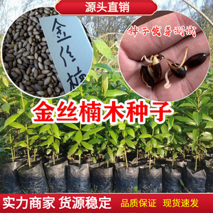 ��z�ľ�N�ӘE��������}骘�N���Fľ�������ִ��@�־G��