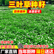 白三叶净籽草籽红三叶草种子四季常青果园绿肥复绿工程绿化草种子