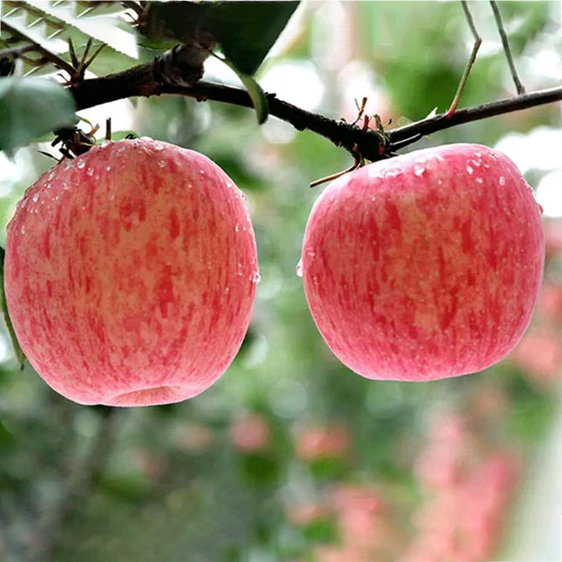 Dropshipping Shandong Yantai Red Fuji Apple Orchard 2kg Pack Fresh Fruit Crisp, Sweet and Juicy Apples