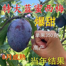 ��÷��������Ů����÷������ӹ��������Ե����ϱ����Nֲ����Y��
