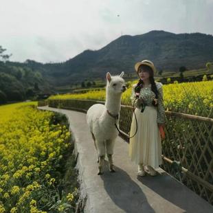 ��񄰫�R�����г���������̶����Xһֻ���R������񄰫�R�Bֳ�طN