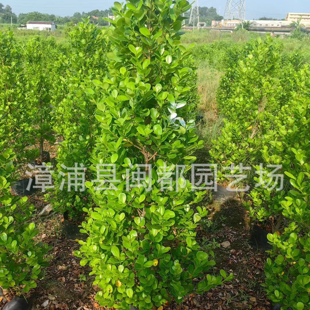 火山榕1.2-2米 四季常绿  灌木小区围墙补植 福建漳州基地直发