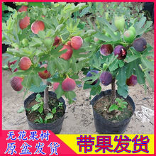無花果苗帶土四季盆栽當年結果超大特大波姬紅矮化中紫樹一件批發