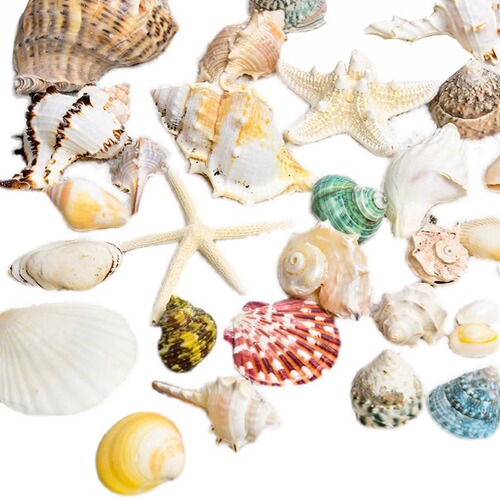 Natural Shell Sea Snail Star Fish Tank Landscape Handmade DIY Material Wind Chime Gift Decoration Craft