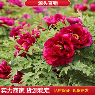 ĵ�����N���ļ��׻��҃�������ِ�Nޱõ�廨�N����ͥԺ�Gֲ�ﻨ��