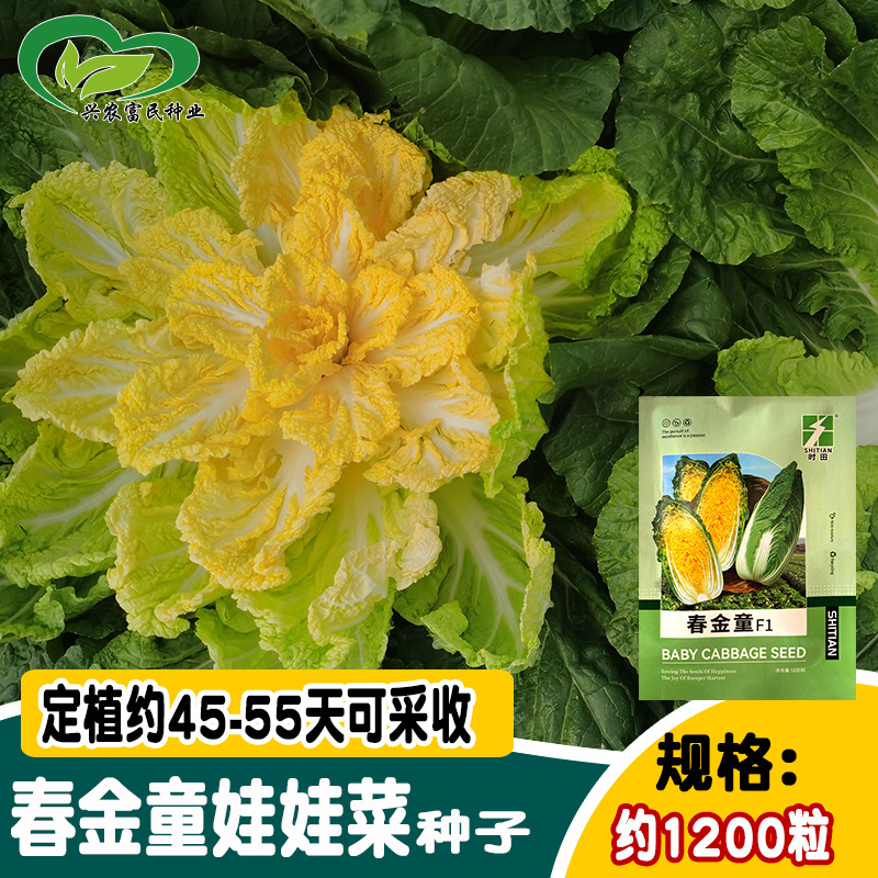 春金童娃娃菜种子 农田菜园早熟黄心耐抽苔微甜嫩鲜美娃娃菜籽