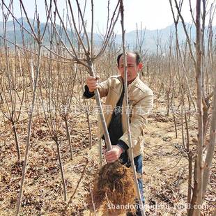 ���_˹��̖�޽Ӱ���ɽ�|܇���Ә���������l��Ʒ�N�r������