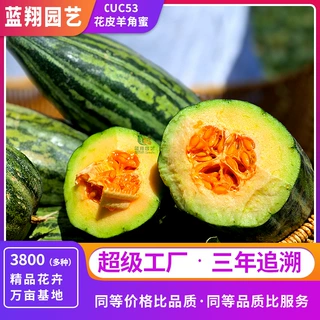 羊角蜜系列花皮羊角蜜甜瓜种子 早熟高糖薄皮脆香瓜籽大田盆栽易