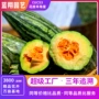 系列花皮早熟盆栽种子