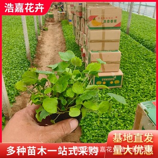 February Orchid Seedlings, Zhuge Cabbage Herb, Greening Florals, February Orchid, Perennial Root, Cold-Resistant February Orchid