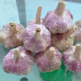 蒜;洋葱;其他农业