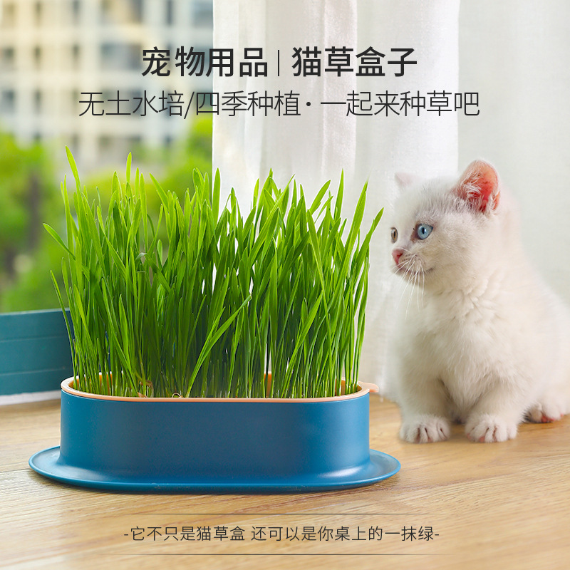 Cat Grass Seed Set for Lazy Hydroponic Planting, Cat Treats, Cat Hairball Prevention, Pet Supplies Box, Pet Cat