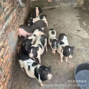 ����С���i�����i���̻��w���� 20����R���i���ۃr�� С���i��