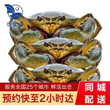 【活鲜】乐食港 青蟹鲜活大螃蟹公蟹母蟹膏蟹  公蟹 6-7两（1只）