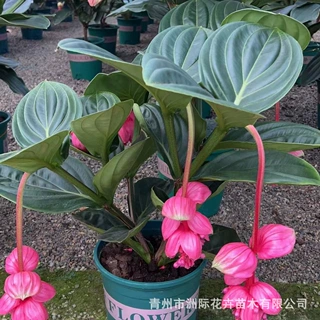 宝莲灯盆栽花卉  基地大量批发 阳台庭院室内花卉