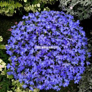 �����ҷN���׷N�ļ����ݻ�������ͥԺ�҃����ļ��_�����໨�N����