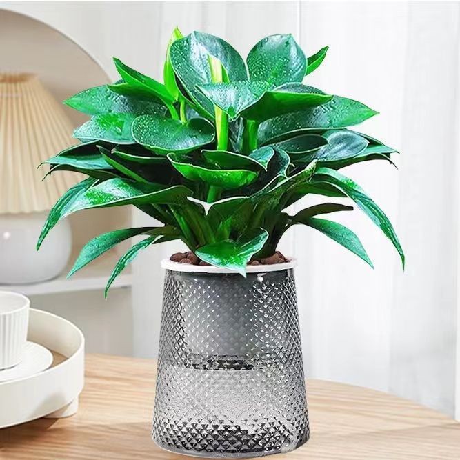 [핫한 신제품] 20-30CM 골드 다이아몬드 3개 + 그레이 스타 세면대 + 영양액