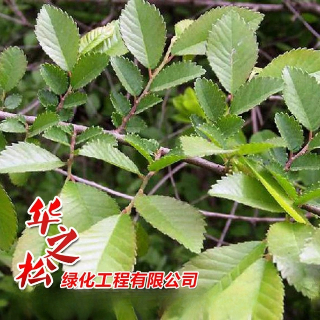 微信图片_20241009135453