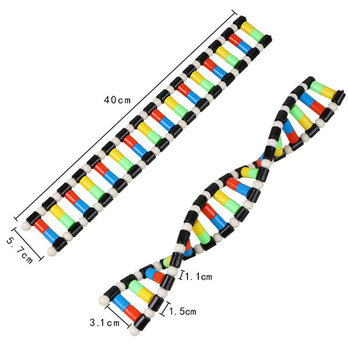DNA double helix structure model components biological genetic genes and mutation teaching instruments and experimental equipment