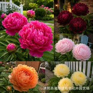 �羳С���N����ș���N���ļ��_����ɫĵ�����N���ذ���ș���ѷN��