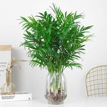 袖珍椰子水培植物驱蚊竹水养富贵椰子客厅办公室桌面好养绿植花卉