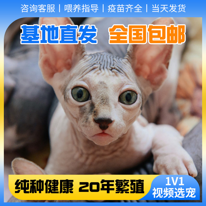 斯芬克斯加拿大无毛猫活体幼猫纯种宠物纯种猫咪不出油小猫咪活物