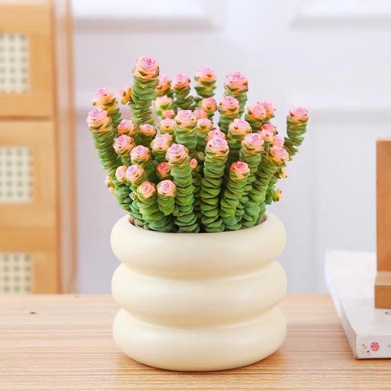 Desktop Small Potted Plants to Attract Wealth, Succulent Plants, Office Balcony Radiation-Proof Green Plants, Easy to Grow Flowers on Douyin