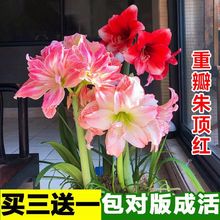 重瓣朱顶红种球花卉室内外盆栽四季植物庭院阳台当年开花球根