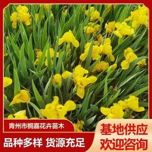 ˮ��ֲ���S���Sβ���ع������N�Sβ�{�������񻨵��Sβ��