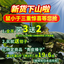 鼠小于2023东北新鲜榛子新货铁岭小榛子东北特产炒熟坚果500g包邮