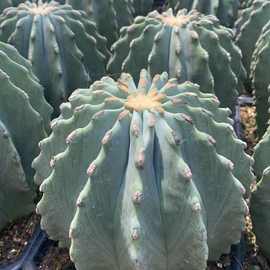 无刺王冠龙仙人球多肉易开花室内阳台防辐射植物盆栽吸甲醛