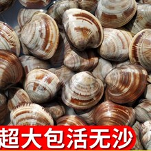 鲜活蛤蜊海捕无沙超大大花蛤文蛤非黄蚬子花甲贝类海鲜美贝包活