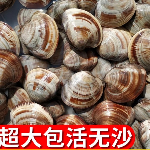 鲜活蛤蜊海捕无沙超大大花蛤文蛤非黄蚬子花甲贝类海鲜美贝包活