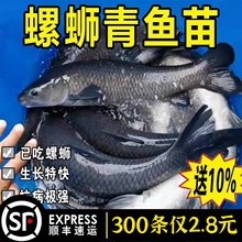 特大青鱼苗淡水养殖食用活鱼灰草黑皖螺蛳青鱼一斤冷水观赏青鱼苗