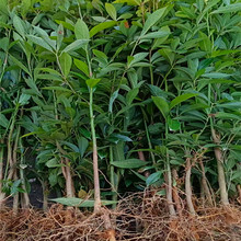 �F�ݽ�z�ľ���Ĵ���z��ؑc��z���Ͻ�z骺��Ͻ�z骺���