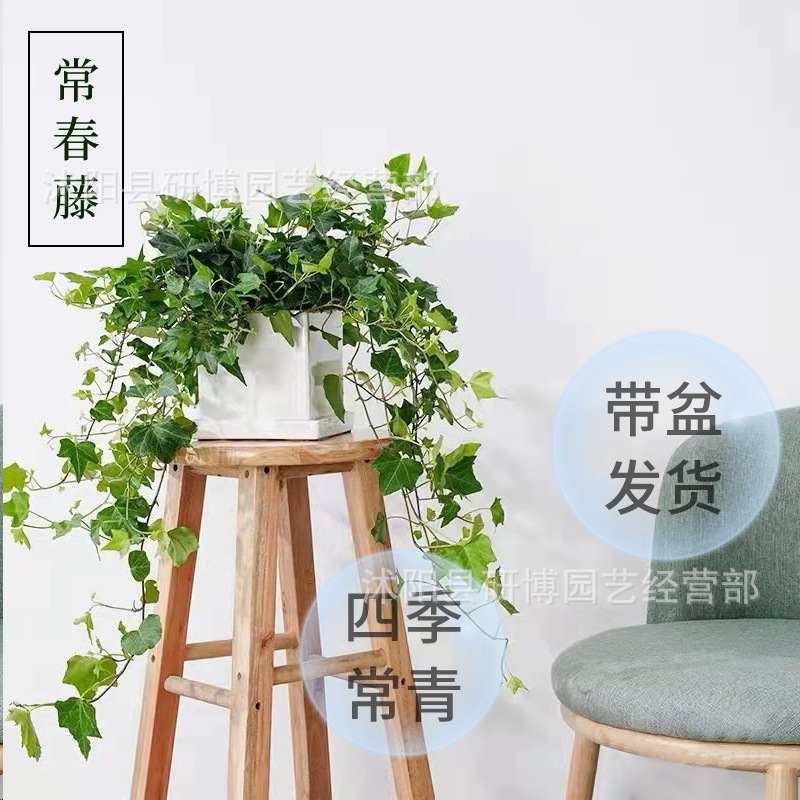 Phnom Penh Ivy Potted Hydroponic Flower Plant Desktop Indoor Hanging Spider Orchid Green Plant Easy to Grow Evergreen Ivy Phnom Penh Ivy Potted Hydroponic Flower Plant Desktop Indoor Hanging Spider Orchid Green Plant Easy to Grow Evergreen Ivy