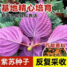 ���K�����K�N�����K�~�N�����Կ�ʳ�÷Nֲ���ļ��ѷN�߲����K���~