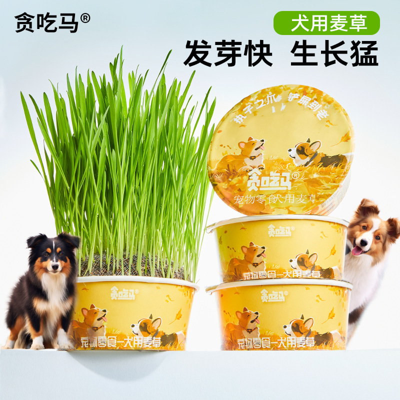 Greedy Horse Dog Grass Dog Special Grass Dog Snacks Dog Supplies Lazy Soil-Free Dog Grass Greedy Horse Dog Grass Dog Special Grass Dog Snacks Dog Supplies Lazy Soil-Free Dog Grass