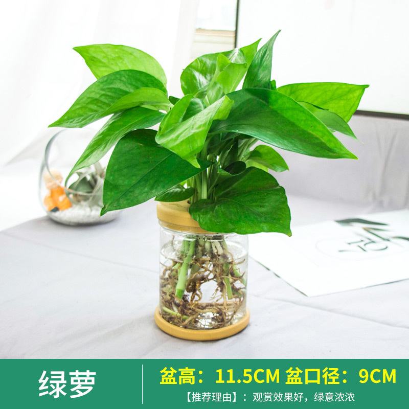 Plantas hidropónicas en maceta de flores de oficina de flores pequeñas plantas verdes en todas las estaciones, fácil de cultivar plantas en maceta de agua suculenta.