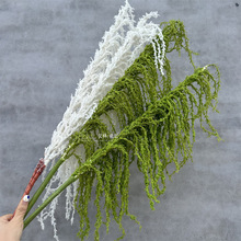 ܛ�z�ָ�ɭϵ�׾Gɫ�JȔ�����c���Ļ�Y�쾰�Gֲ�b����F�Rβ��